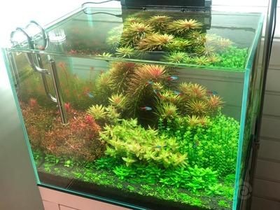 大魚缸費(fèi)電嗎？：如何提高大魚缸的能耗