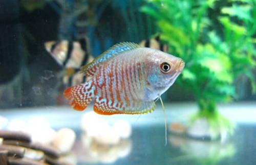 威海經(jīng)濟技術(shù)開發(fā)區(qū)老龍王水族館（威海經(jīng)濟技術(shù)開發(fā)區(qū)老龍王水族館電話）