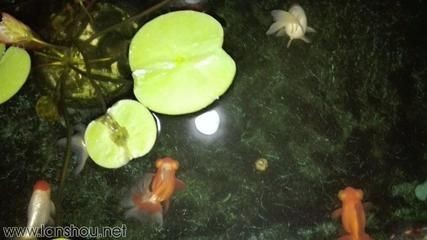 大魚缸養蘭壽行嗎：蘭壽金魚的飼養方式