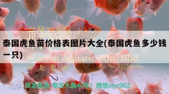 泰國虎魚苗價格表圖片大全(泰國虎魚多少錢一只)