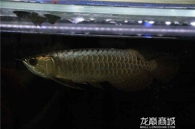 極品藍龍魚多少錢一條