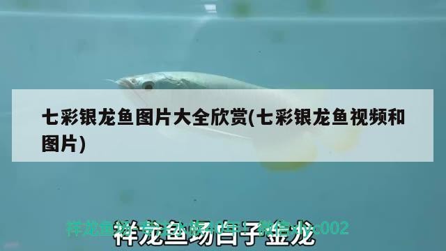 七彩銀龍魚圖片大全欣賞(七彩銀龍魚視頻和圖片)