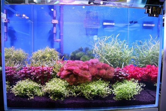愛魚蓮魚缸背景鏈接：愛魚蓮魚缸背景是一家專業的魚缸背景設計和生產公司