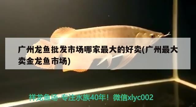 金龍,紅龍和銀龍魚到底好不好混養呢(金龍,紅龍和銀龍魚到底好不好混養呢圖片)