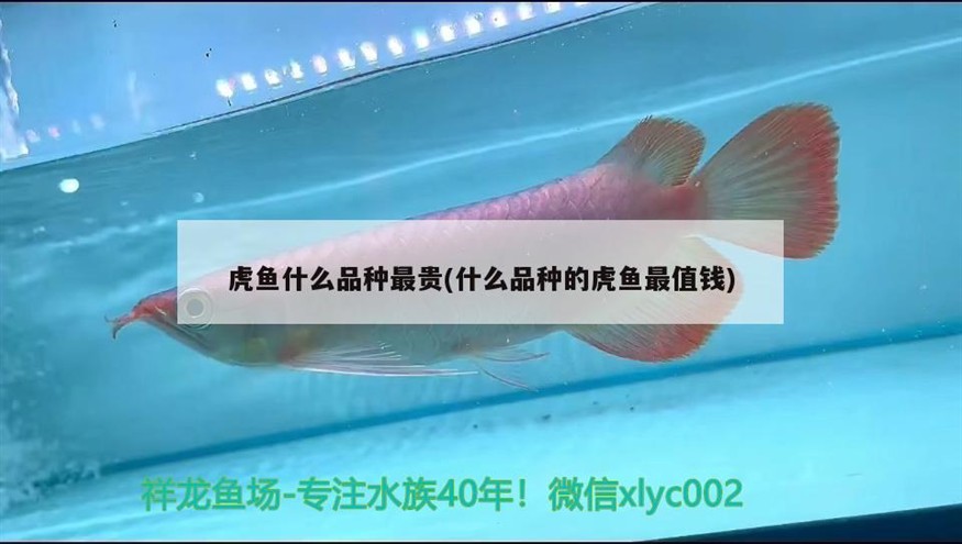 虎魚什么品種最貴(什么品種的虎魚最值錢)