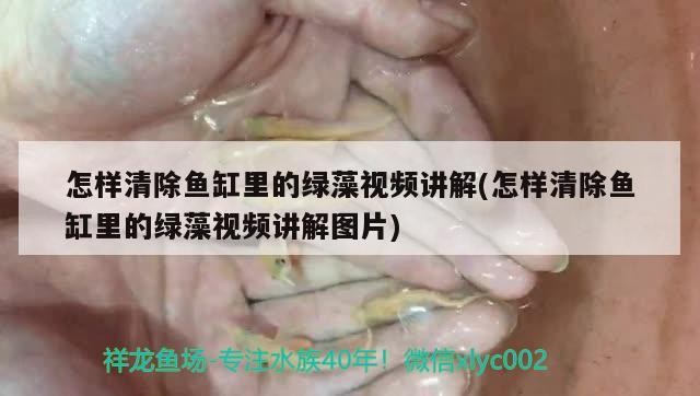 養紅龍魚用什么背景墻好看（養紅龍魚用什么背景墻好看呢）