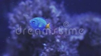 seadreams魚缸：\"seadreams魚缸\"信息