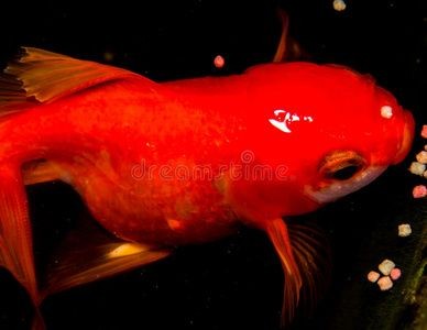 seadreams魚缸：\"seadreams魚缸\"信息