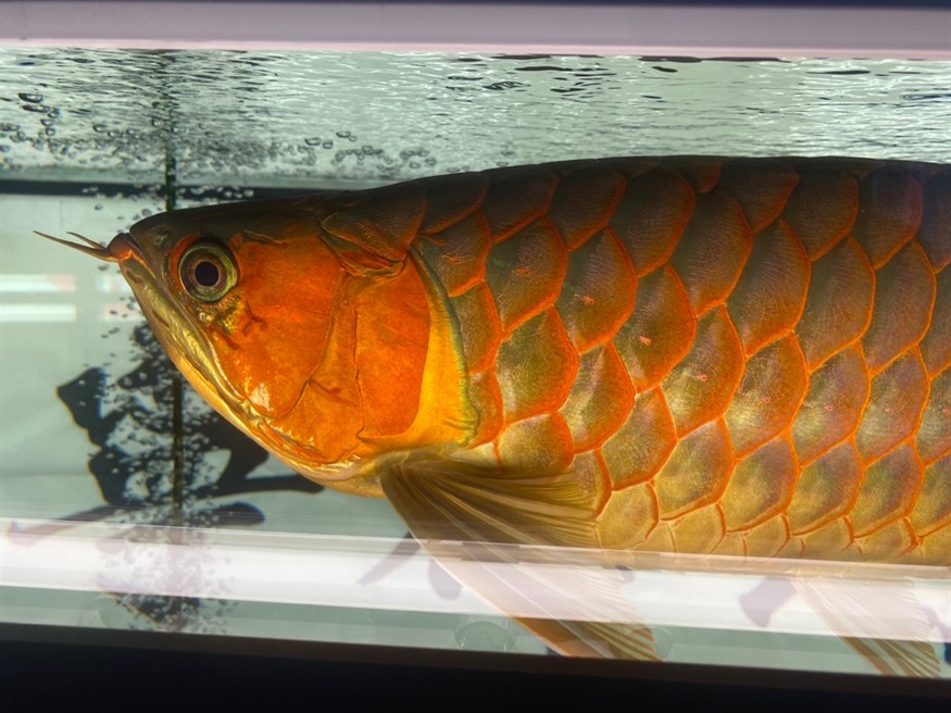 哪位大神能看出來是公魚還是母魚