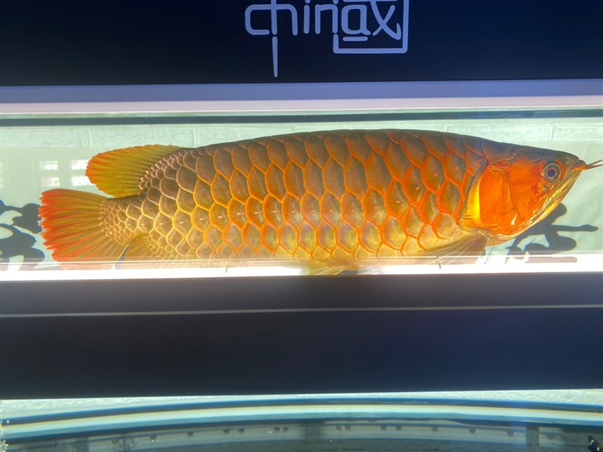 哪位大神能看出來是公魚還是母魚