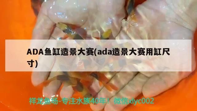 60厘米的銀龍魚多少錢(70厘米銀龍魚價(jià)格)