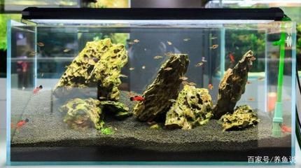 不造景的魚缸養什么魚：不造景的魚缸養魚是一種經濟實惠的選擇