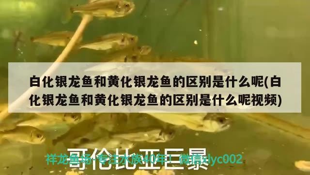 白化銀龍魚和黃化銀龍魚的區別是什么呢(白化銀龍魚和黃化銀龍魚的區別是什么呢視頻)