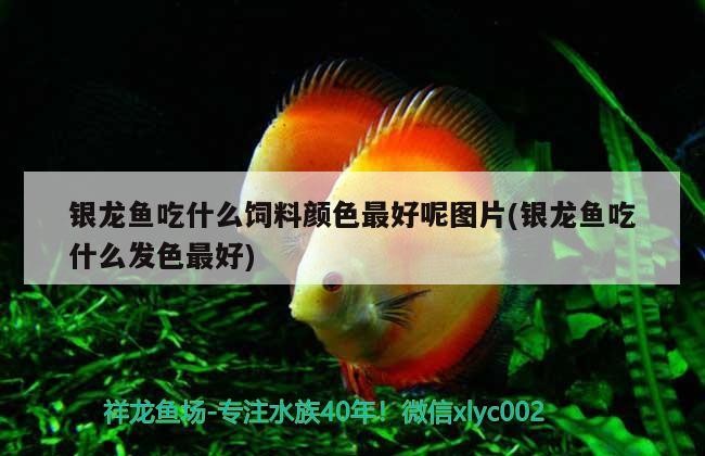 銀龍魚吃什么飼料顏色最好呢圖片(銀龍魚吃什么發色最好)