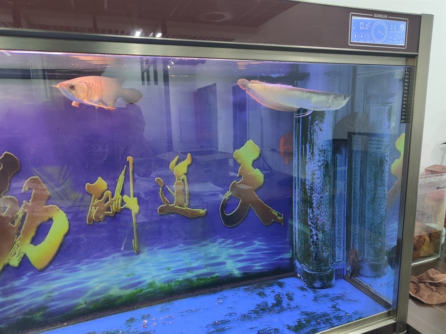 兩龍兩虎