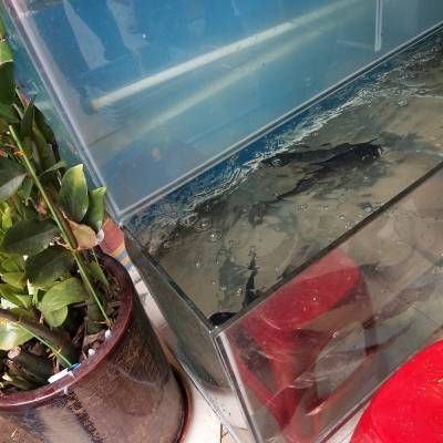 玻璃魚缸角破裂了怎么補救視頻：玻璃魚缸角破裂怎么辦
