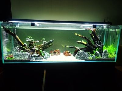 多大魚缸需要加拉筋：自制魚缸的技巧與注意事項