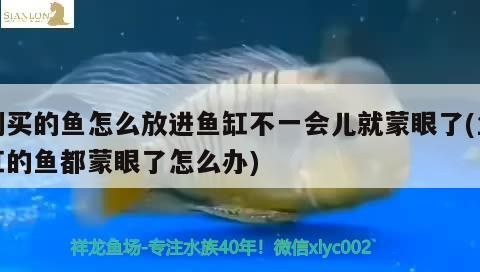 泰北虎為什么便宜，如何讓虎魚不躲在角落 泰北虎為什么便宜，如何讓虎魚不躲在角落 虎魚百科 第2張