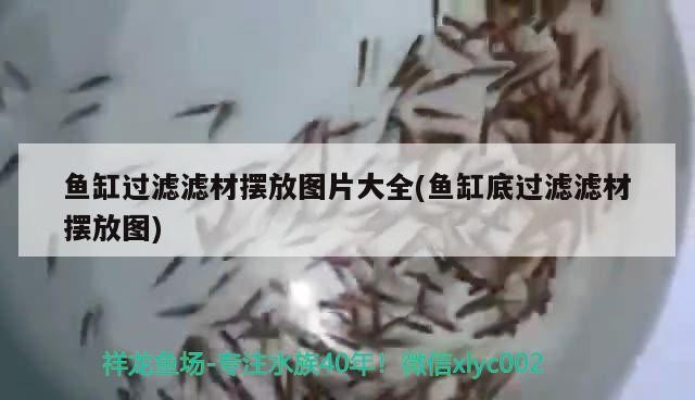 泰北虎為什么便宜，如何讓虎魚不躲在角落 泰北虎為什么便宜，如何讓虎魚不躲在角落 虎魚百科 第3張