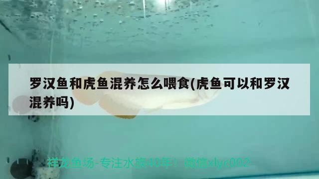 羅漢魚和虎魚混養怎么喂食(虎魚可以和羅漢混養嗎) 羅漢魚和虎魚混養怎么喂食(虎魚可以和羅漢混養嗎) 虎魚百科