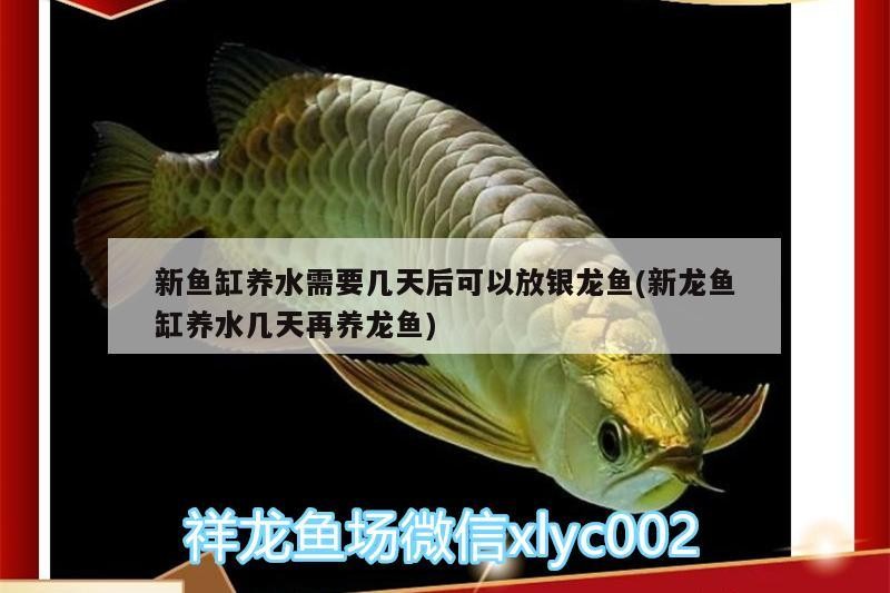 新魚缸養水需要幾天后可以放銀龍魚(新龍魚缸養水幾天再養龍魚)