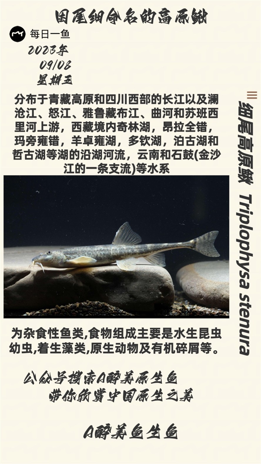 細尾高原鰍 細尾高原鰍 龍魚論壇
