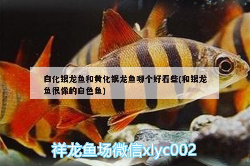 白化銀龍魚和黃化銀龍魚哪個(gè)好看些(和銀龍魚很像的白色魚)