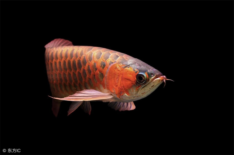 龍魚增色吃什么