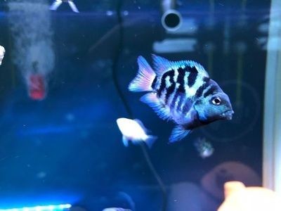 寶藍鸚鵡魚缸布置效果圖：寶藍鸚鵡魚的魚缸布置