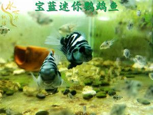寶藍鸚鵡魚缸布置效果圖：寶藍鸚鵡魚的魚缸布置
