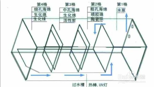 龍魚虎魚混養搭配的寓意是什么呢（龍魚虎魚混養搭配的寓意是什么呢）