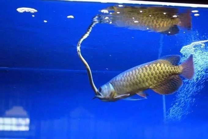 龍魚吃什么好