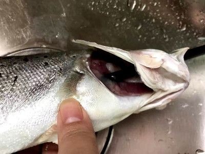 不用清理魚缸的魚是什么魚：如何選擇合適的清潔魚