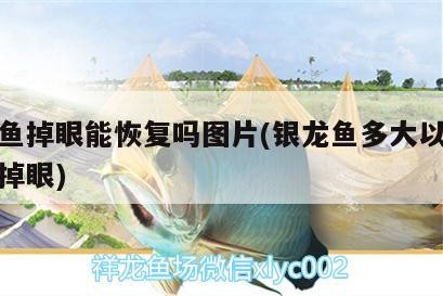 銀龍魚掉眼能恢復嗎圖片(銀龍魚多大以后才不會掉眼)