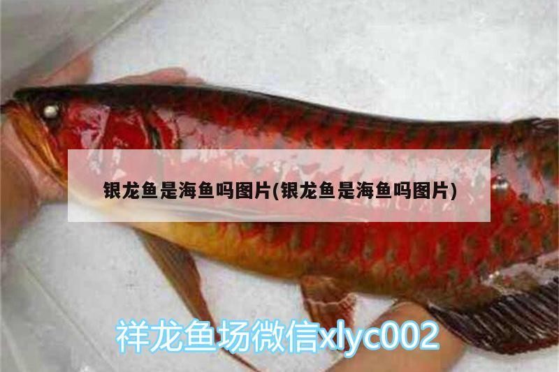 國有資產(chǎn)拍賣平臺，企業(yè)國有資產(chǎn)拍賣平臺詳解