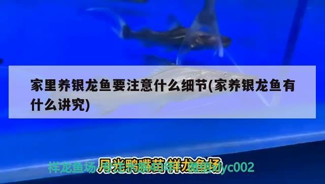 家里養銀龍魚要注意什么細節(家養銀龍魚有什么講究)