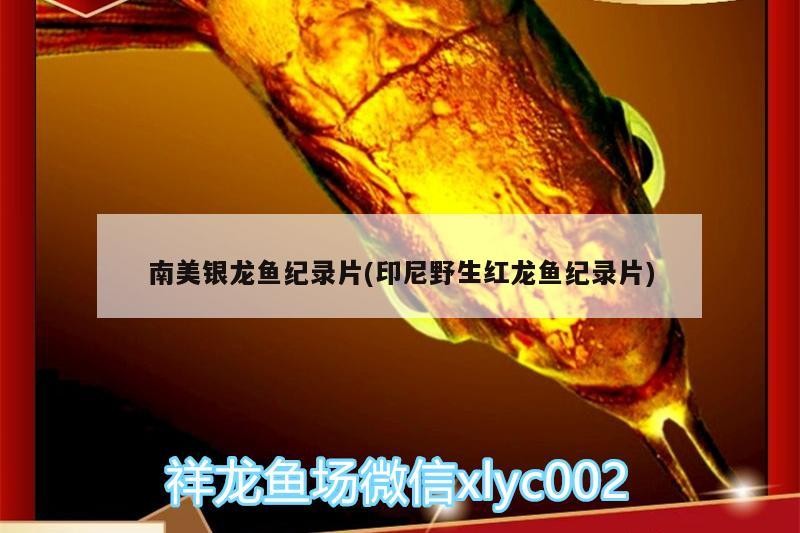 南美銀龍魚紀錄片(印尼野生紅龍魚紀錄片)