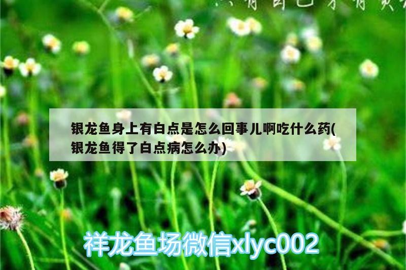 銀龍魚身上有白點是怎么回事兒啊吃什么藥(銀龍魚得了白點病怎么辦)