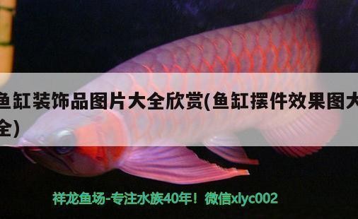 品相好的紅龍魚好養(yǎng)嗎（品相好的紅龍魚好養(yǎng)嗎視頻）
