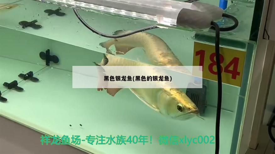 黑色銀龍魚(黑色的銀龍魚)