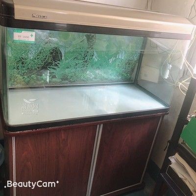 100cm魚(yú)缸多大：100cm長(zhǎng)的魚(yú)缸在標(biāo)準(zhǔn)尺寸中屬于中等大小嗎？