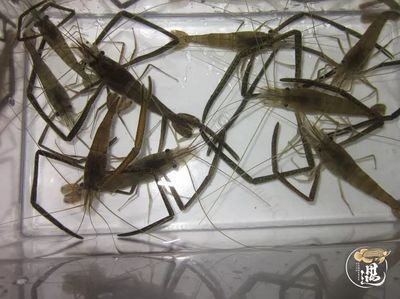 龍魚吃帶殼蝦可以嗎