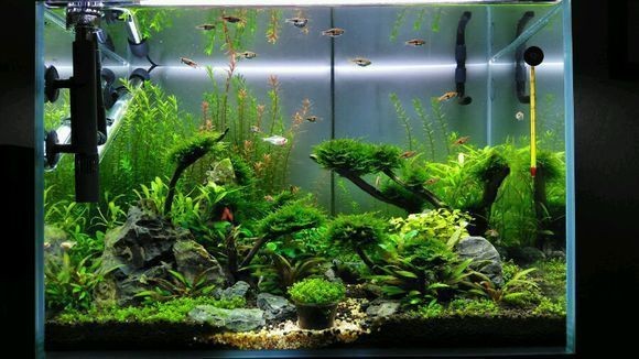 不用的魚缸如何處理水質：如何處理魚缸水質