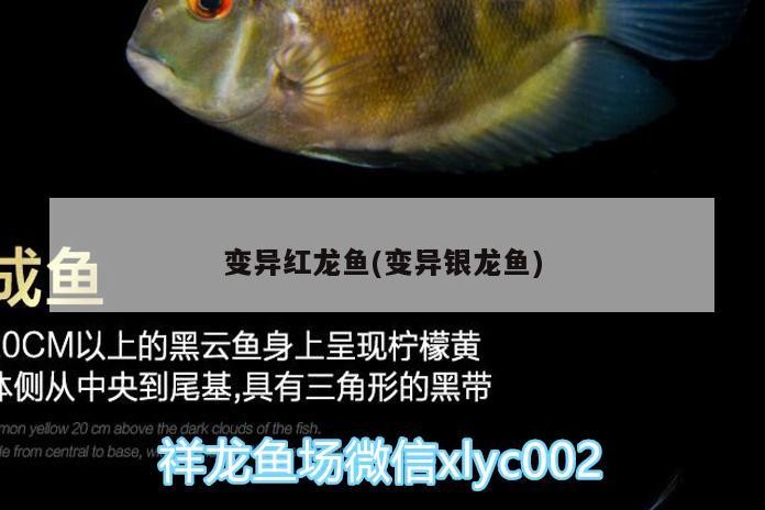 變異紅龍魚(變異銀龍魚)