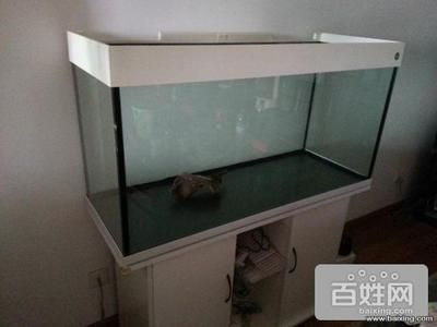 搬家魚缸提前搬可以嗎：魚缸搬家注意事項