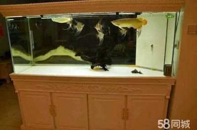 搬家魚缸提前搬可以嗎：魚缸搬家注意事項