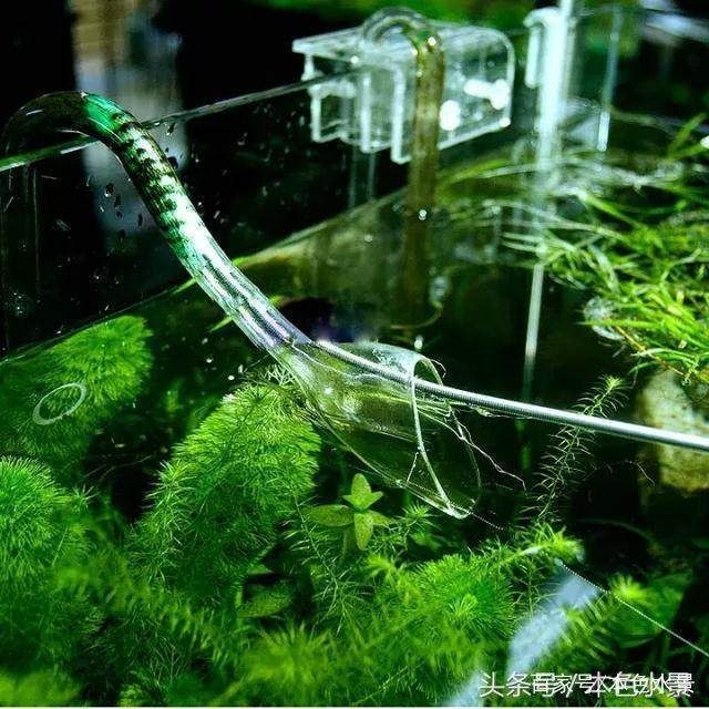 草缸魚缸壁上的綠苔怎么辦：處理草缸和魚缸壁上綠苔的幾種方法