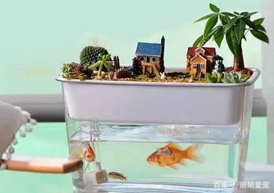 玻璃魚缸與塑料魚缸哪個好養魚：如何選擇合適的魚缸材質