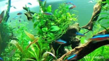 玻璃魚缸與塑料魚缸哪個好養魚：如何選擇合適的魚缸材質