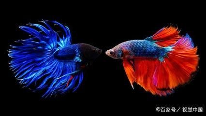 玻璃魚缸與塑料魚缸哪個好養魚：如何選擇合適的魚缸材質